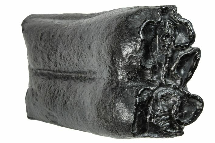 Pleistocene Aged Fossil Horse Tooth - South Carolina #260010